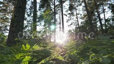 阳光透过野生森林的树木和蕨类植物闪闪发光